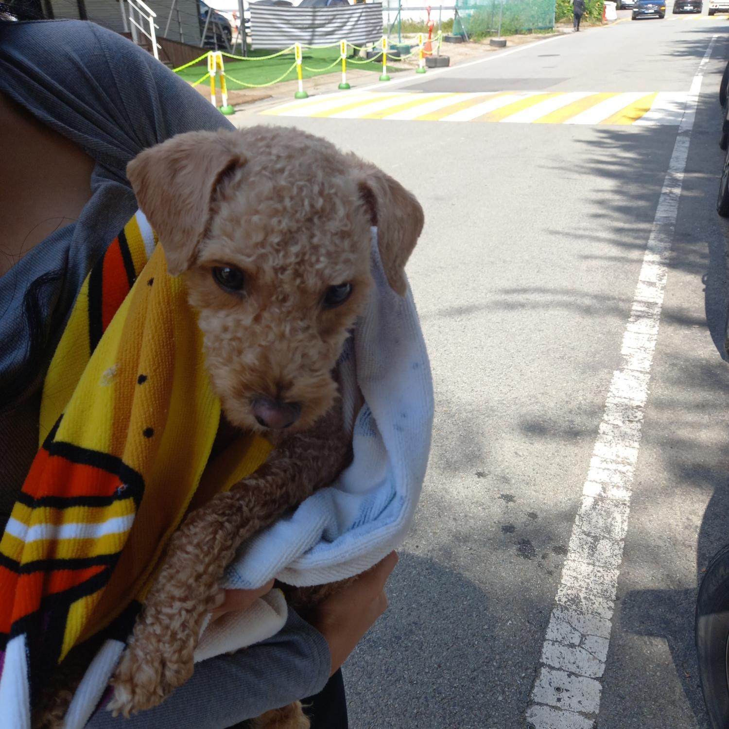 평택시유기동물보호소_441391202302285